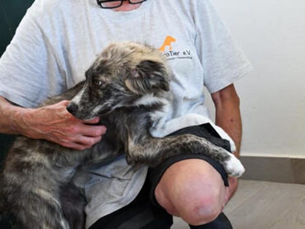 Möchten Sie Ostia adoptieren?