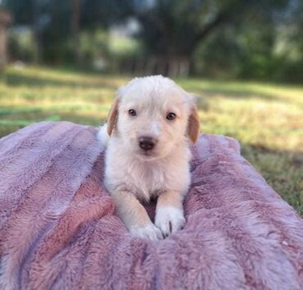 Fluffy-Boo, geb. ca. 04/2026, 44651 Herne