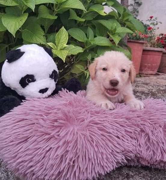 Fluffy-Boo, geb. ca. 04/2026, 44651 Herne