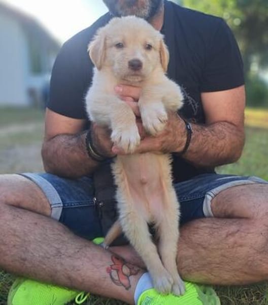 Fluffy-Boo, geb. ca. 04/2026, 44651 Herne