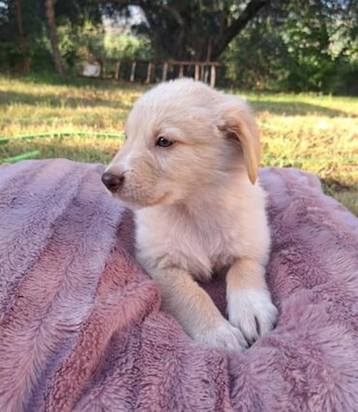 Fluffy-Boo, geb. ca. 04/2026, 44651 Herne