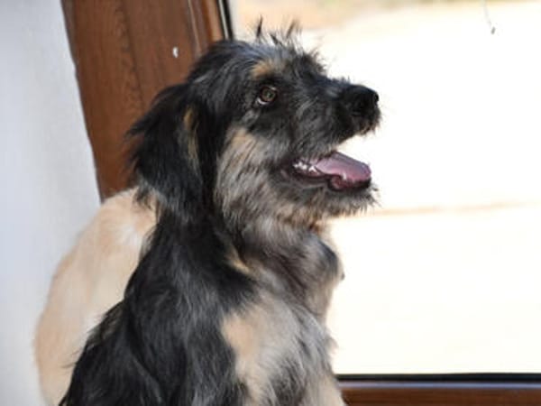 Hübscher Serse sucht Zuhause