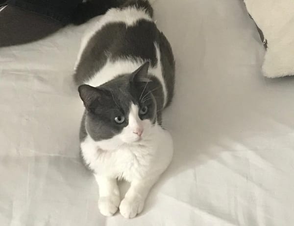 Kani