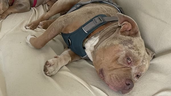 BLYSSE - ADOPTION DUO avec BULMA