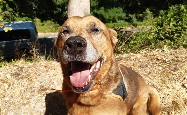 Tyson