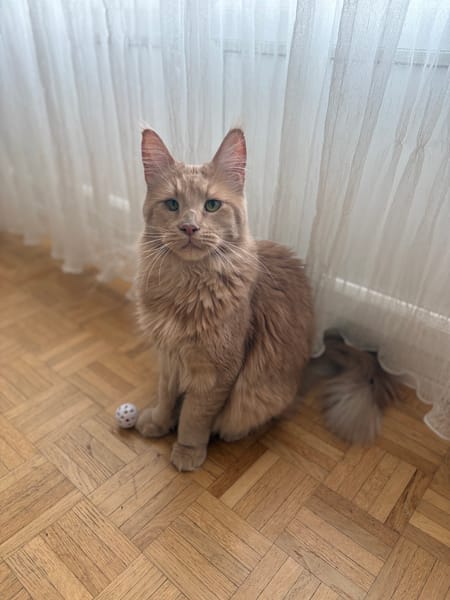 ROUCOOL MAINE COON