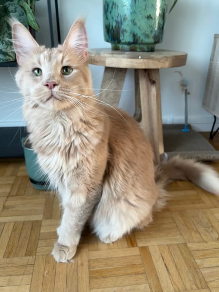 ROUCOOL MAINE COON