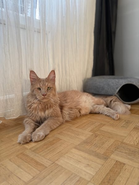 ROUCOOL MAINE COON