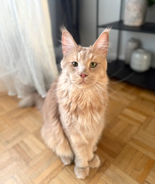 ROUCOOL MAINE COON