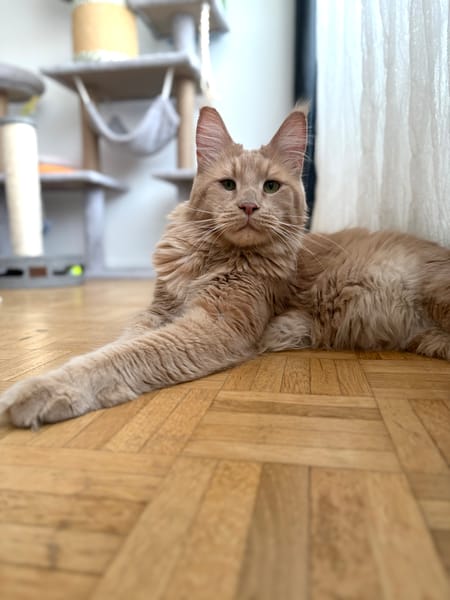 ROUCOOL MAINE COON