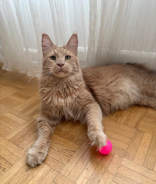 ROUCOOL MAINE COON