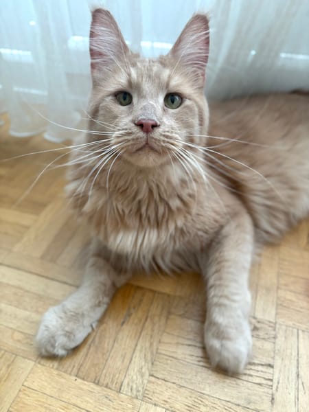 ROUCOOL MAINE COON