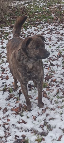 🐾 TEX, un grand cœur plein d’énergie et de tendresse ! 🐾