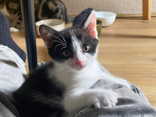 Bowie