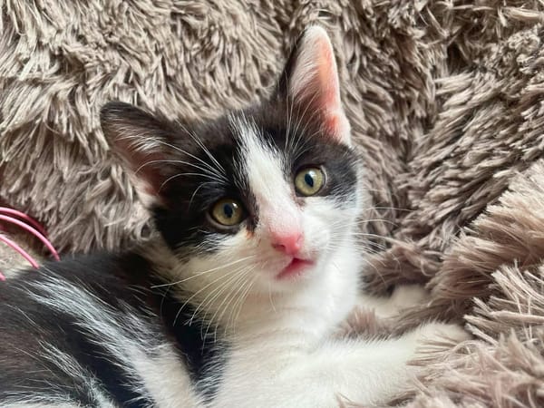Bowie