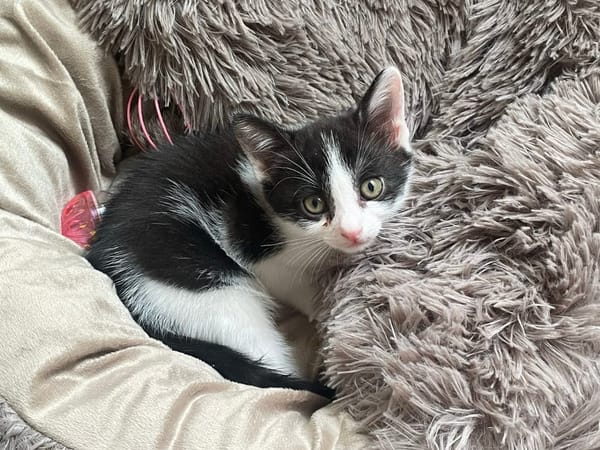 Bowie