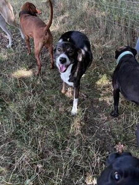 Snoop sucht seine Menschen