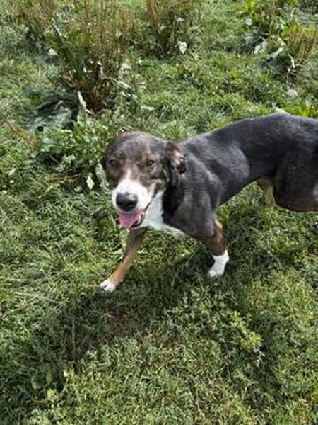 Snoop sucht seine Menschen