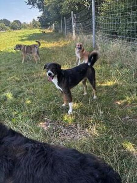 Snoop sucht seine Menschen