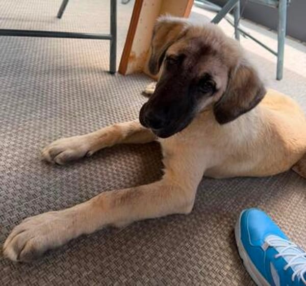 Ayla sucht ein liebevolles Zuhause 🐾