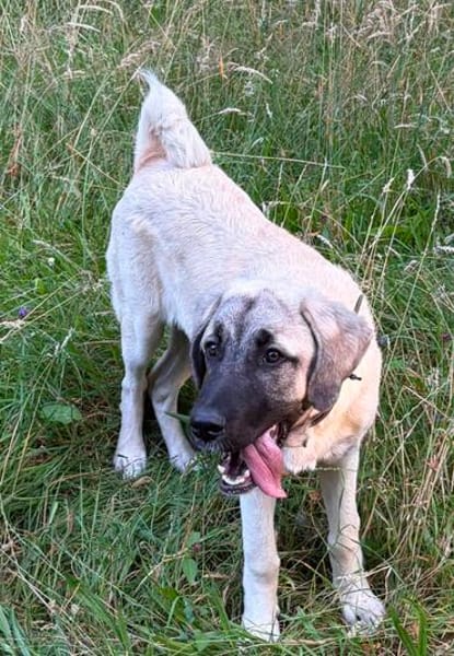 Ayla sucht ein liebevolles Zuhause 🐾