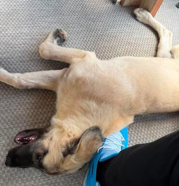 Ayla sucht ein liebevolles Zuhause 🐾