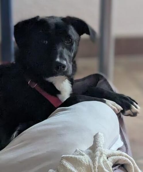Charlene sucht ein Zuhause