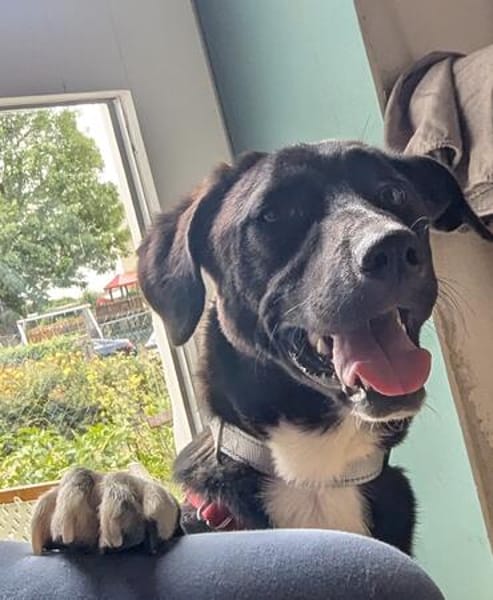 Charlene sucht ein Zuhause