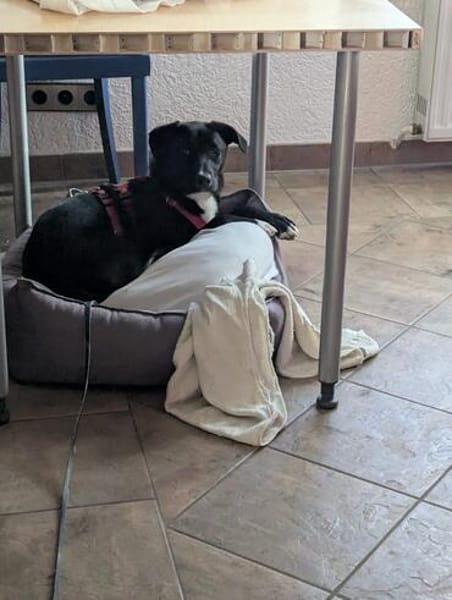 Charlene sucht ein Zuhause