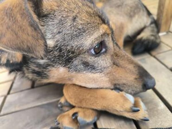 Bobby - fast 2 jähriger sucht dich
