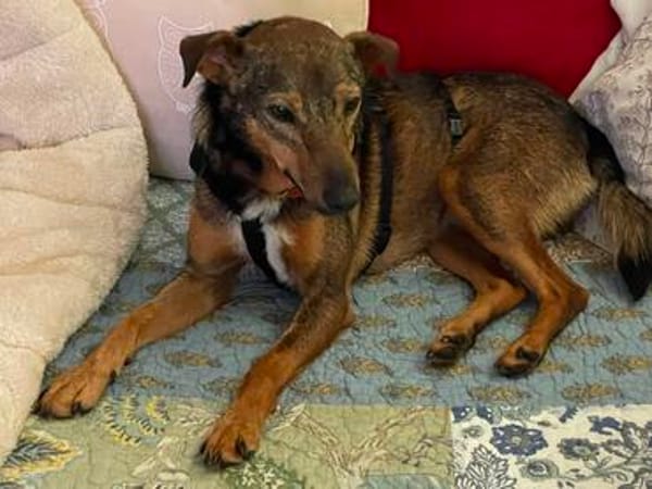 Bobby - fast 2 jähriger sucht dich