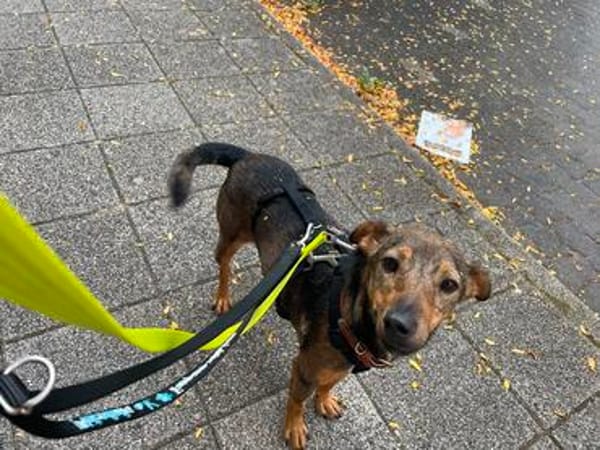 Bobby - fast 2 jähriger sucht dich
