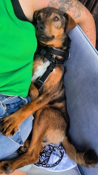 Bobby - fast 2 jähriger sucht dich