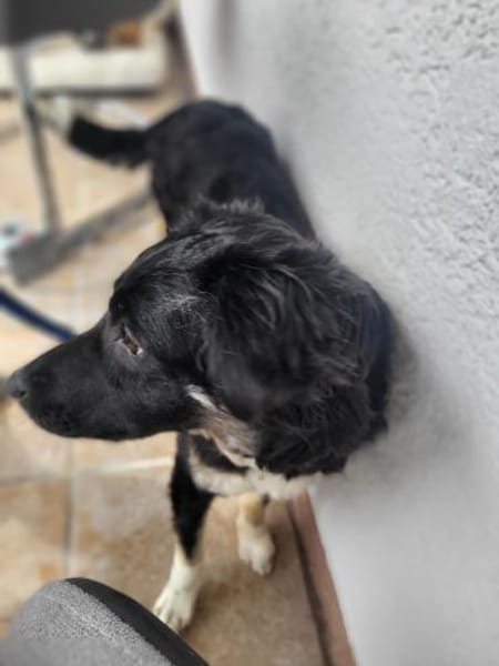 Carla - ländliches Zuhause gesucht