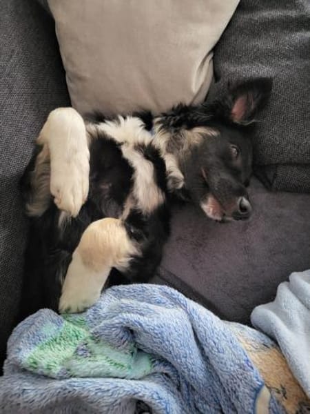 Carla - ländliches Zuhause gesucht