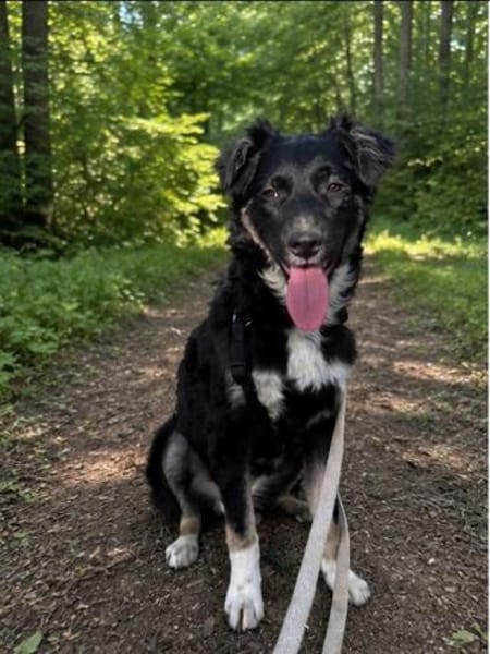 Carla - ländliches Zuhause gesucht