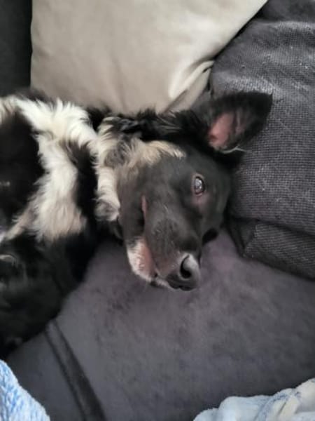 Carla - ländliches Zuhause gesucht