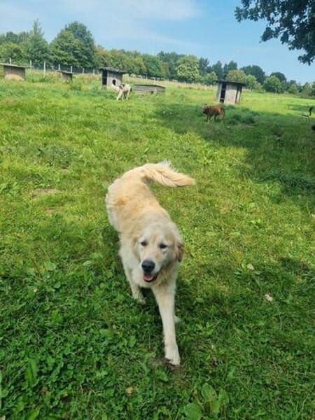 Arko sucht sein Körbchen