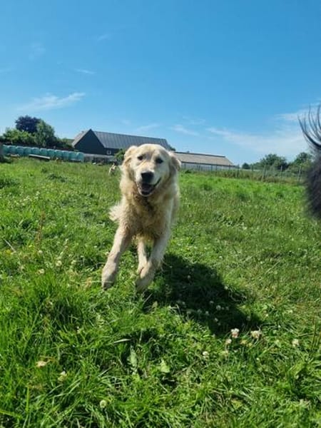 Arko sucht sein Körbchen