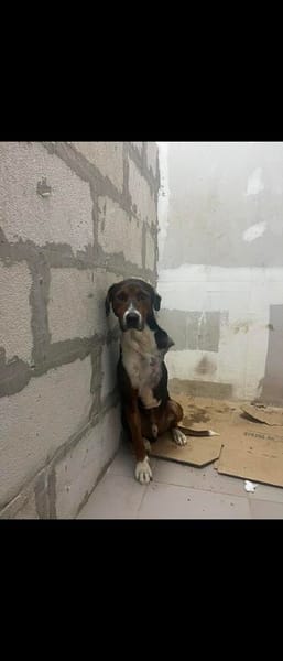 Hero, lieber Handicap Hund