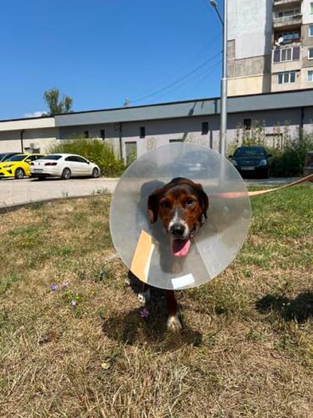Hero, lieber Handicap Hund