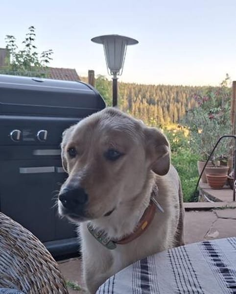 Arturo - großer Hund, großes Herz...