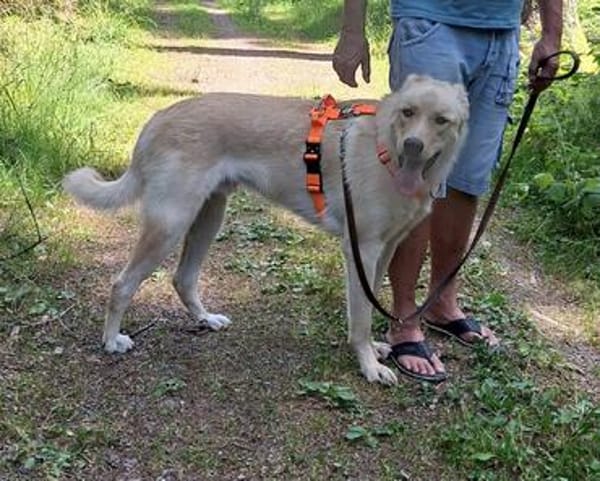 Arturo - großer Hund, großes Herz...