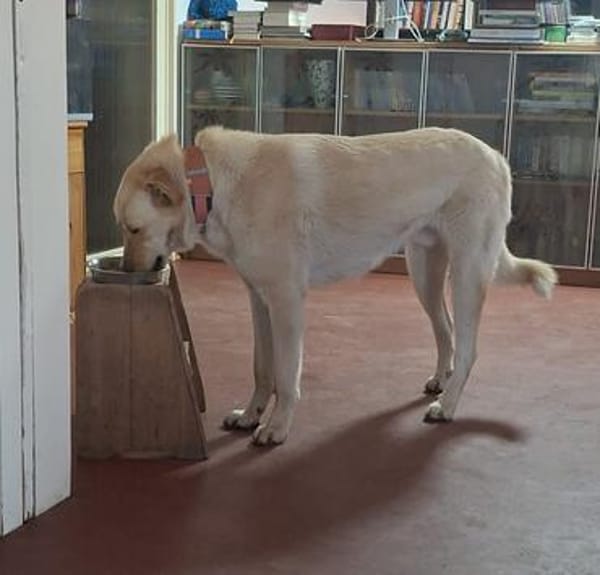 Arturo - großer Hund, großes Herz...