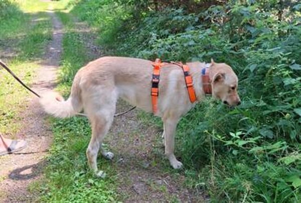 Arturo - großer Hund, großes Herz...