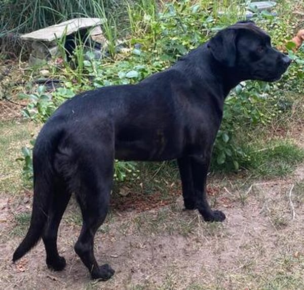 Kuma ein freundliches Mädchen