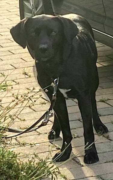 Kuma ein freundliches Mädchen