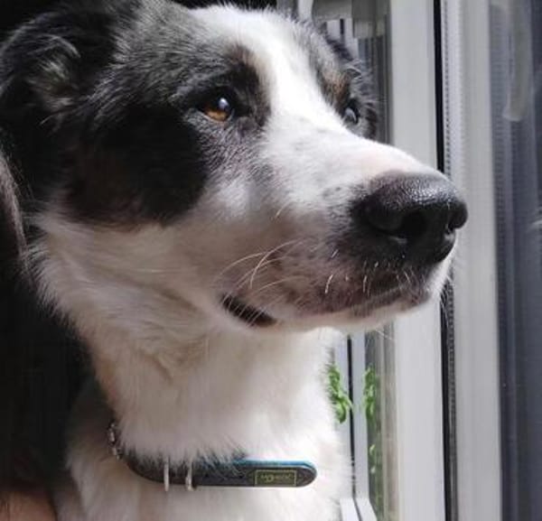 Pflegehund Amani sucht engagierte Menschen