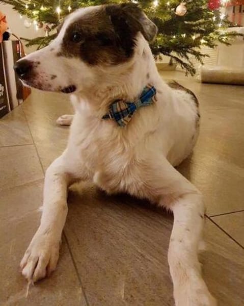 Pflegehund Amani sucht engagierte Menschen