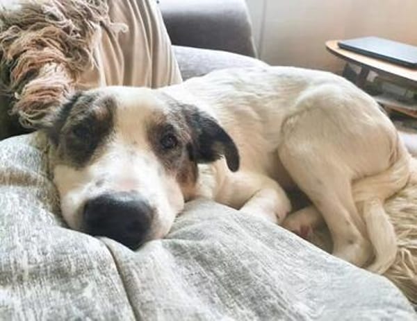 Pflegehund Amani sucht engagierte Menschen